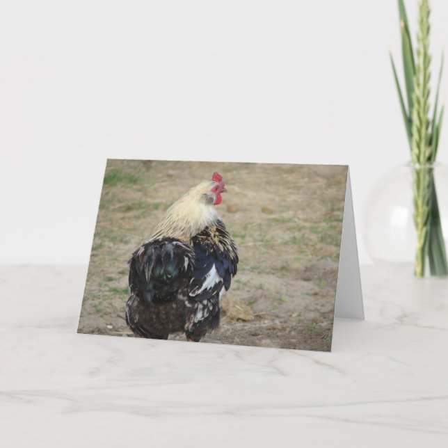Carte Coq Araucana (Devant)