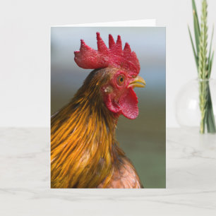 Carte Coq dit bonjour