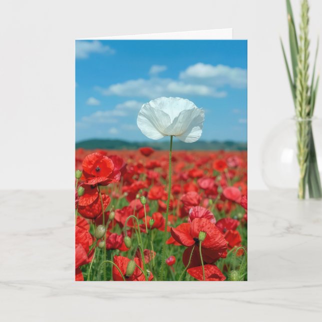 Carte Coquelicot blanc isolé dans un champ de coquelicot (Devant)