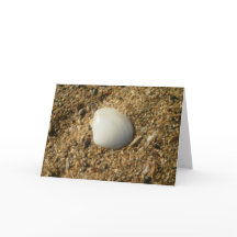 Coquille blanche sur la plage