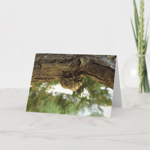 Carte Coquille de Canada. C'était pressé.