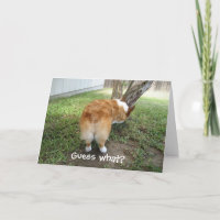 Corgi drôle