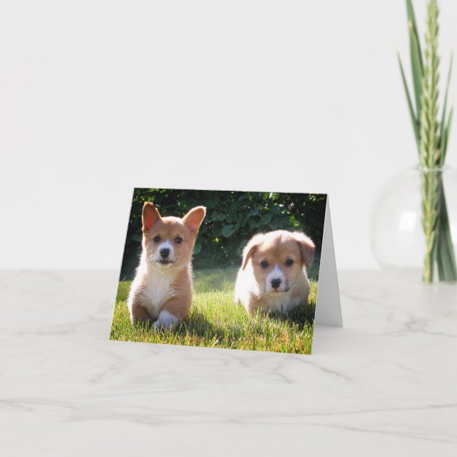 Carte Corgi (Pembroke Welsh) (Devant)