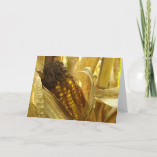 Carte Corn close up greetingcard