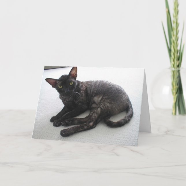 Carte Cornish Rex (Devant)