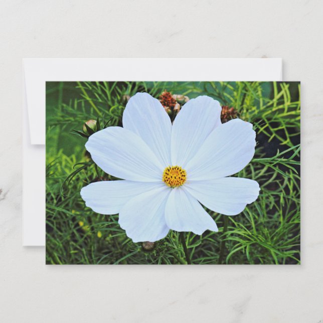 Carte Cosmos blancs (Devant)