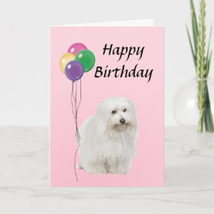 Carte Coton De Tulear avec Ballons Joyeux Anniversaire