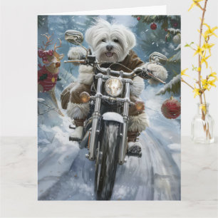 Carte Coton De Tulear Chien équitation Moto Noël