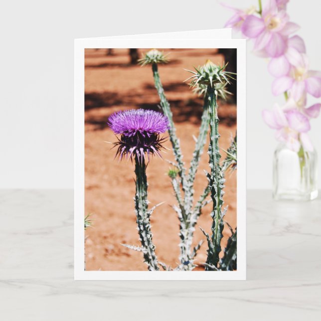 Carte Cotton Thistle, Onopordum Portrait Plante (Orchidée)