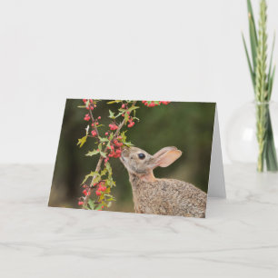 Carte Cottontail Est   Sud du Texas