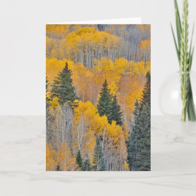Carte Couleurs d'automne sur les bosquets de trembles (Devant)