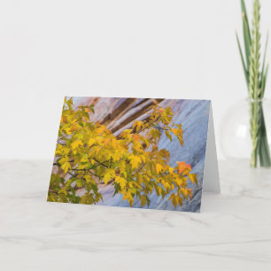 Carte Couleurs de chute