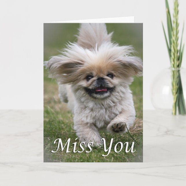 Carte Coup manqué de Pekinese vous (Devant)