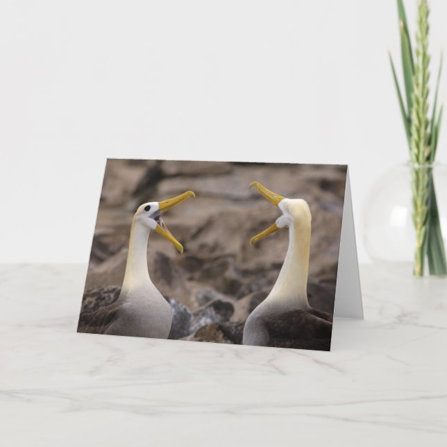 Carte Couple d'albatros à onde (Phoebastria irrorata) (Devant)