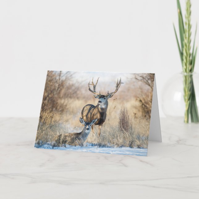 Carte Couple de cerfs | Cerf mulet (Devant)