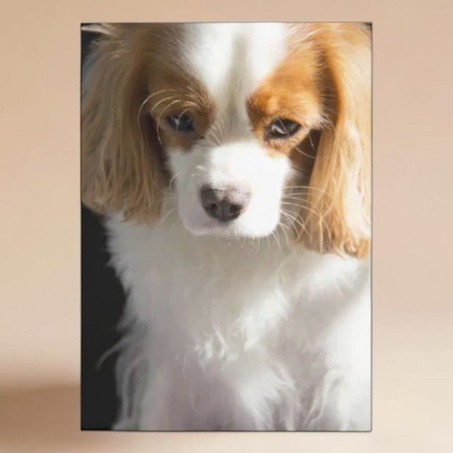 Carte Couverture pour amateur de Cavalier King Charles S (Créateur téléchargé)