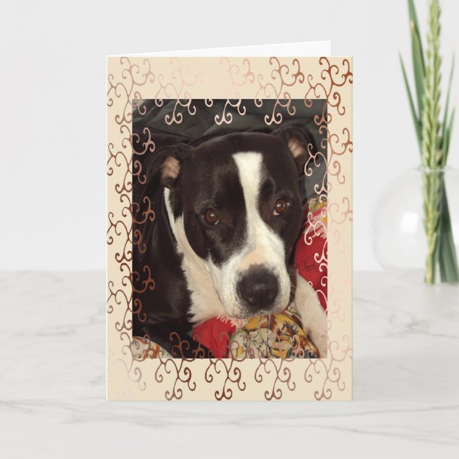 Carte Couverture Staffordshire Terrier (Devant)