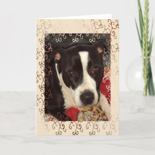 Carte Couverture Staffordshire Terrier