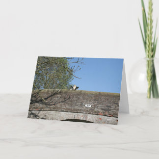 Carte Cow Looking over Bridge Llangollen Canal Notecard