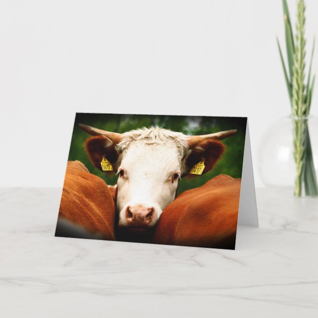 Carte Cows Head (Devant)