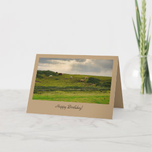 Carte Cows in Pasture Birthday Greeting Card
