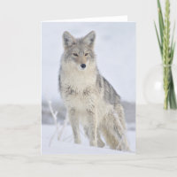 Coyote - Photographie de la faune par Steven Holt