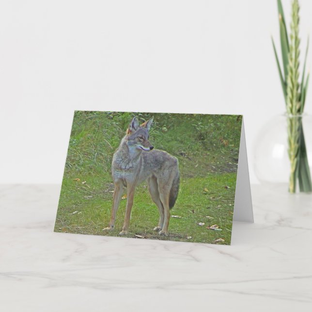 Carte Coyote (vue de côté) (Devant)