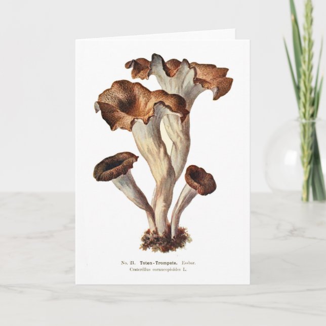 Carte Craterellus cornucopioïdes (Devant)