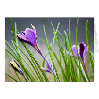 Carte Crocus