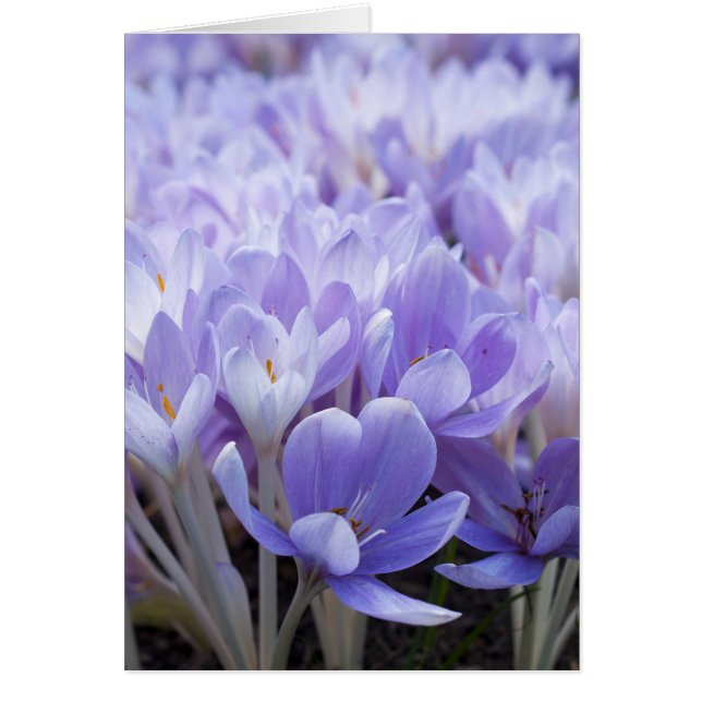 Carte Crocus (Devant)