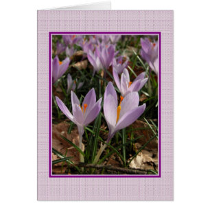 Carte Crocus
