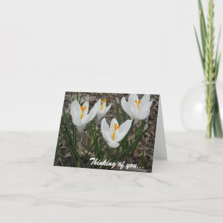 Carte Crocus blancs