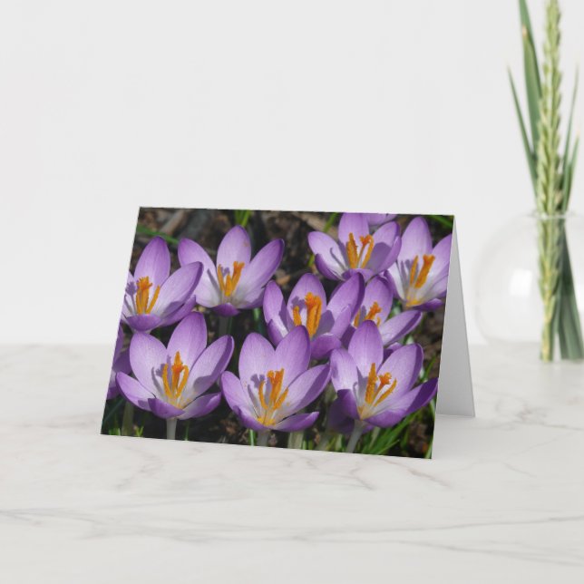 Carte Crocus violets ensoleillés (Devant)