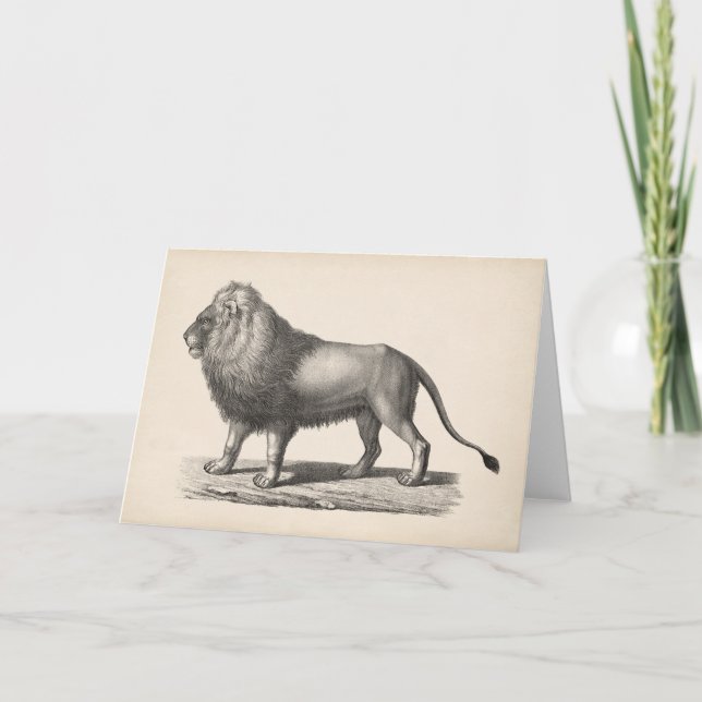 Carte Croquis Brodtmann Lion (Devant)