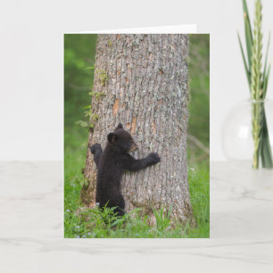 Carte Cube d'ours noir   Great Smoky Mountains