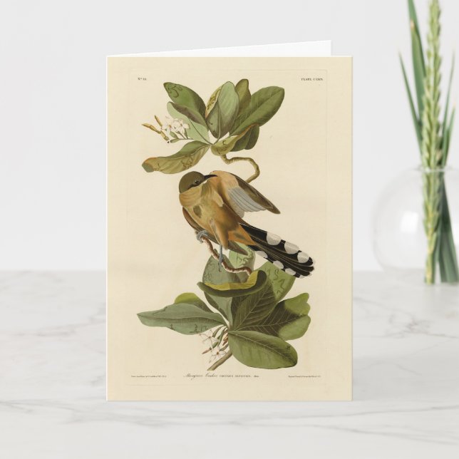 Carte Cuckoo de la mangrove des oiseaux d'Amérique d'Aud (Devant)