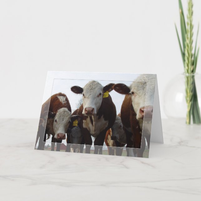 Carte Curieux Vaches 1 (Devant)