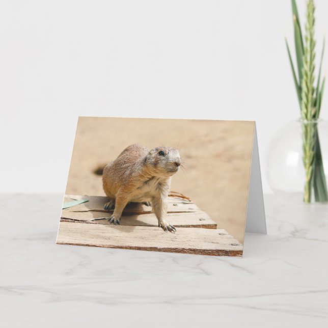 Carte Curious Prairie Dog (Devant)