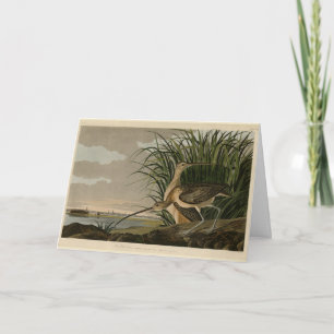 Carte Curlew from Audubon's Birds of America
