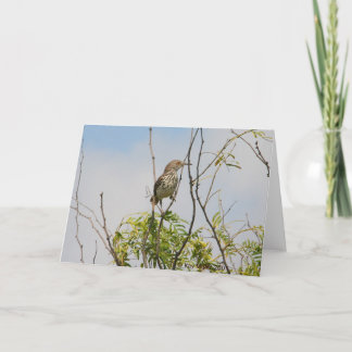 Carte Curved Billed Thrasher
