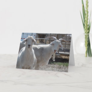 Carte Cute Aries Heureux Anniversaire Chèvres