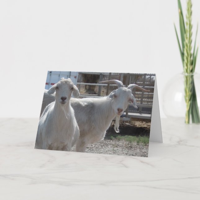 Carte Cute Aries Heureux Anniversaire Chèvres (Devant)