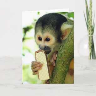 Carte Cute Baby Squerrl Monkey Eating a Wafer Biscuit