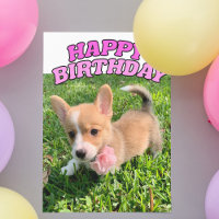 Cute Corgi Chien Chien Chien Rosé Joyeux anniversa