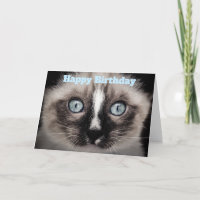 Cute Kitten aux yeux bleus Joyeux anniversaire