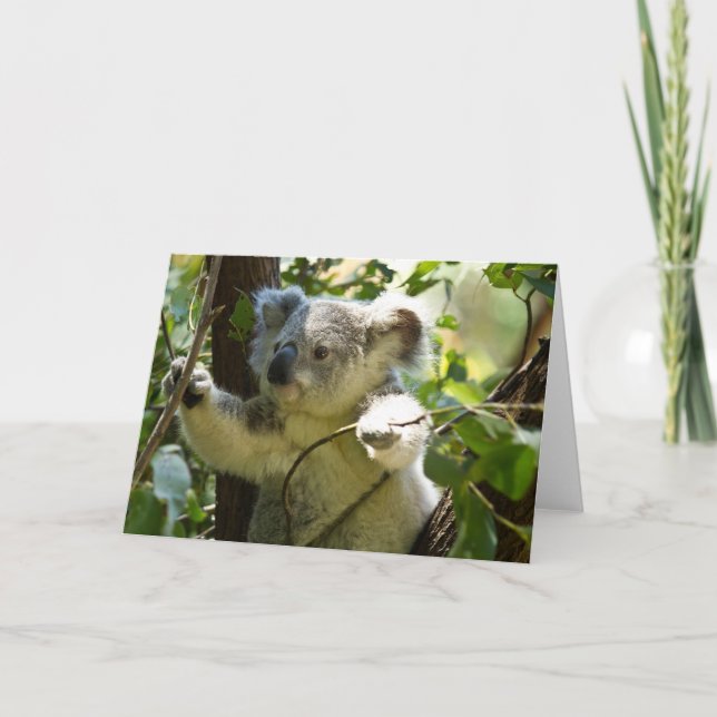 Carte Cute Koala Bear Destiny Nature Aussi Outback (Devant)