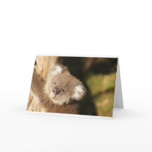 Cute Koala Bears Party Douche Anniversaire