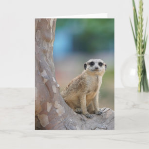 Carte Cute Meerkat Sat sur arbre