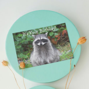 Carte Cute Posing Raccoon Funny Wildlife Anniversaire