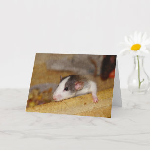 Carte Cute rat